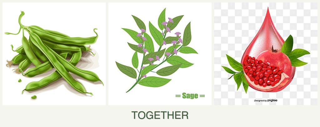 Can you plant beans, sage and pomegranates together?