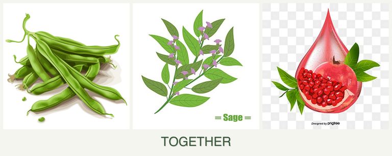 Can you plant beans, sage and pomegranates together?