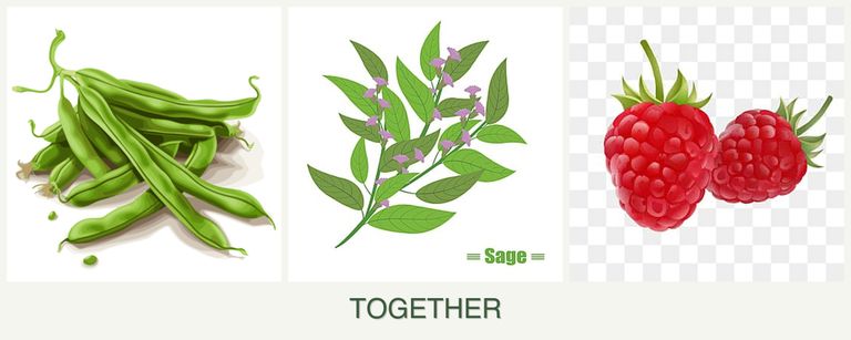 Can you plant beans, sage and raspberries together?