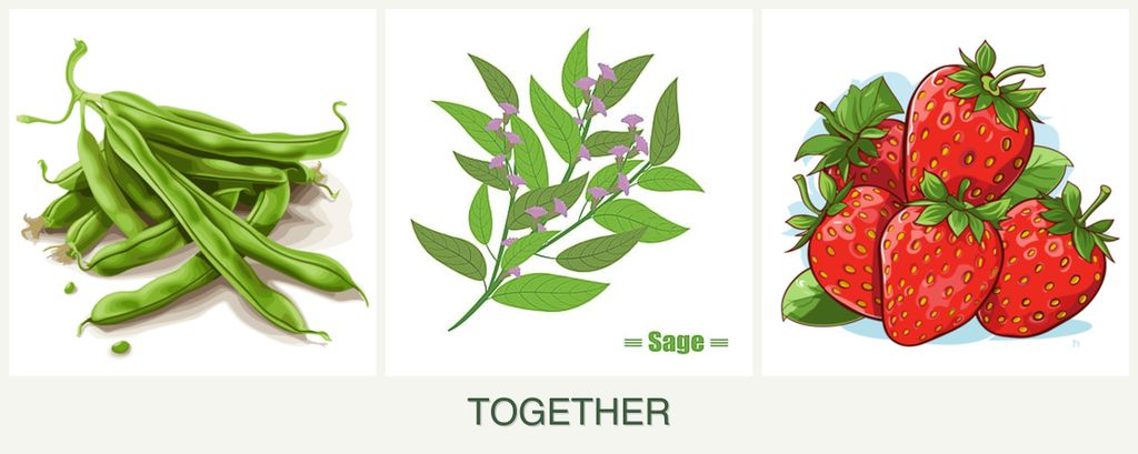 Can you plant beans, sage and strawberries together?