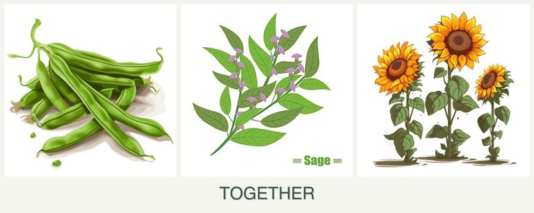 Can you plant beans, sage and sunflowers together?