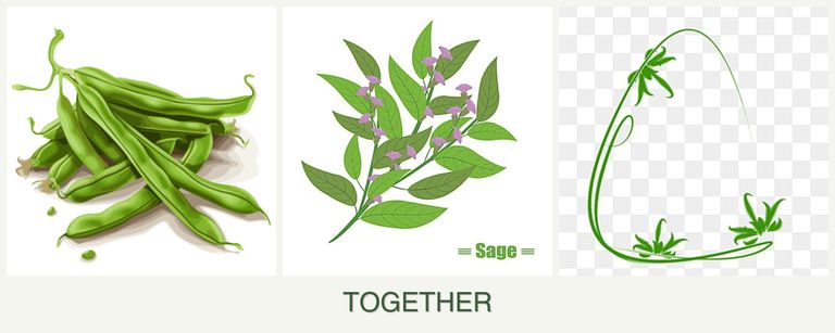 Can you plant beans, sage and tarragon together?