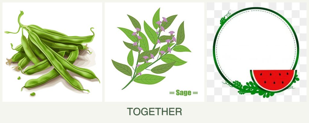 Can you plant beans, sage and watermelons together?