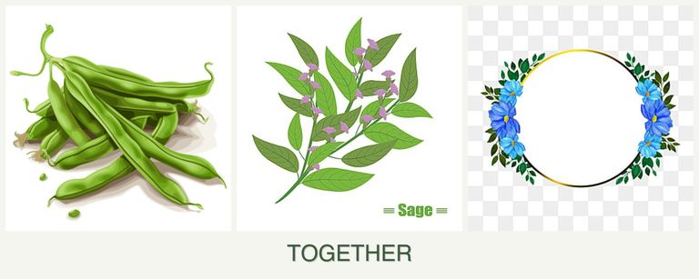 Can you plant beans, sage and zinnias together?