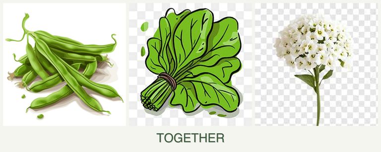 Can you plant beans, spinach and alyssum together?