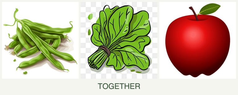 Can you plant beans, spinach and apples together?