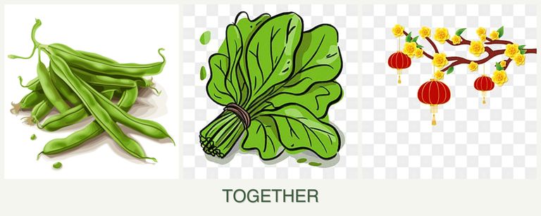 Can you plant beans, spinach and apricots together?
