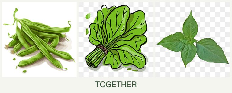 Can you plant beans, spinach and basil together?