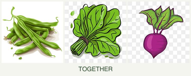 Can you plant beans, spinach and beets together?