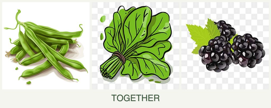 Can you plant beans, spinach and blackberries together?
