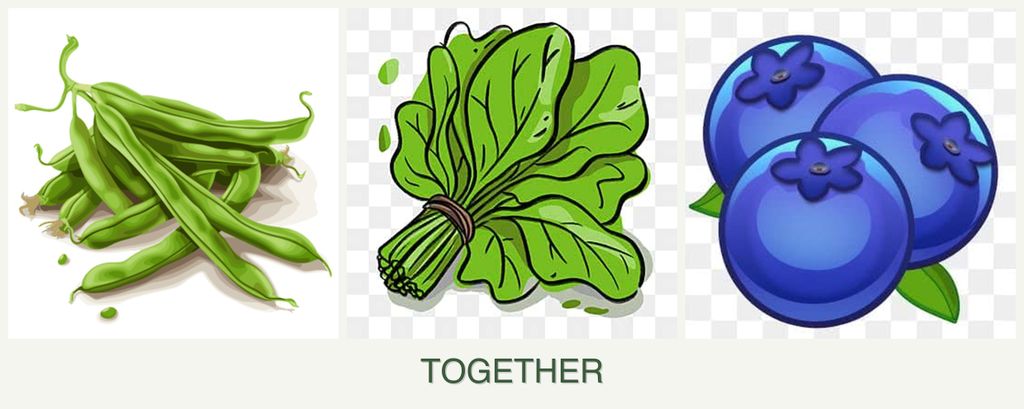 Can you plant beans, spinach and blueberries together?