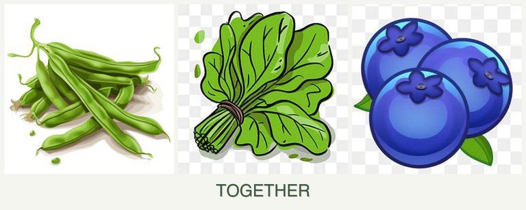 Can you plant beans, spinach and blueberries together?