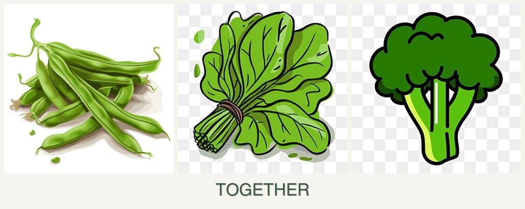 Can you plant beans, spinach and broccoli together?
