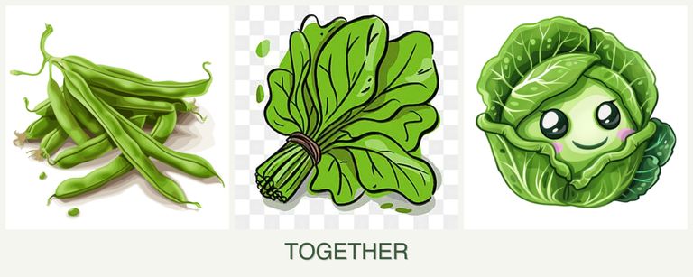 Can you plant beans, spinach and cabbage together?