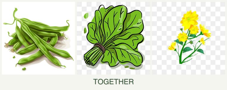 Can you plant beans, spinach and calendula together?