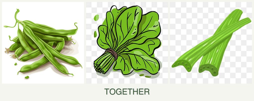 Can you plant beans, spinach and celery together?