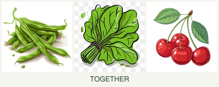 Can you plant beans, spinach and cherries together?