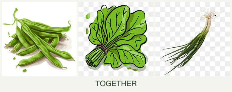 Can you plant beans, spinach and chives together?