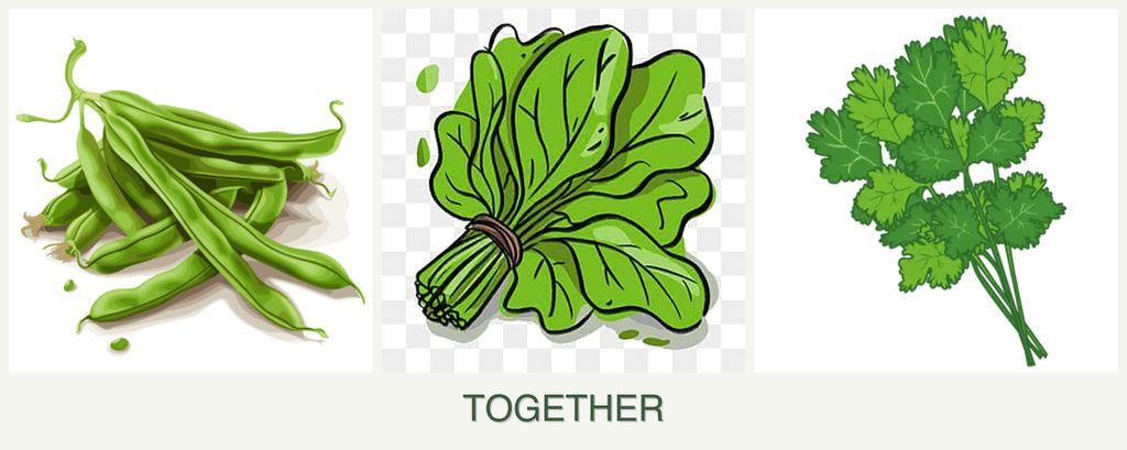 Can you plant beans, spinach and cilantro together?
