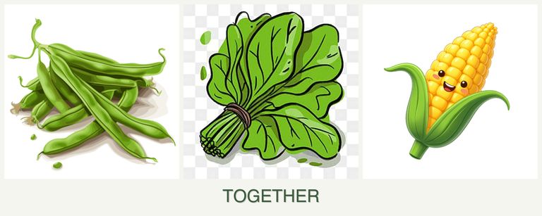 Can you plant beans, spinach and corn together?