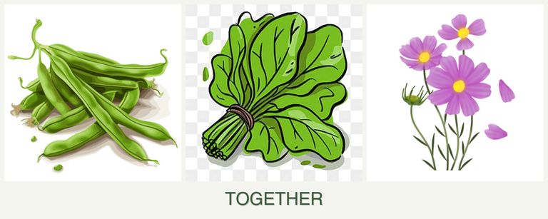 Can you plant beans, spinach and cosmos together?