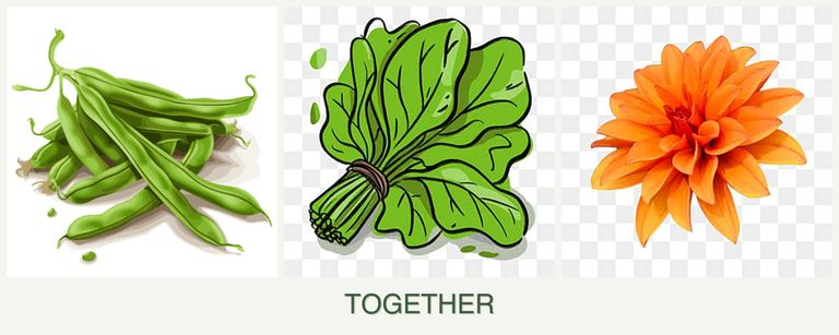 Can you plant beans, spinach and dahlias together?