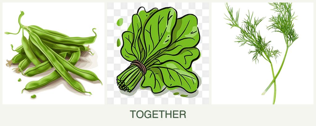 Can you plant beans, spinach and dill together?