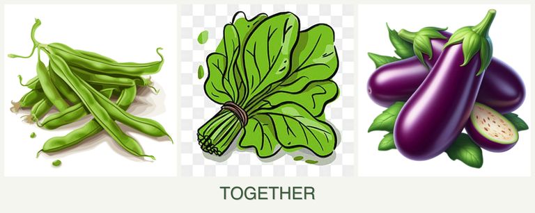 Can you plant beans, spinach and eggplant together?