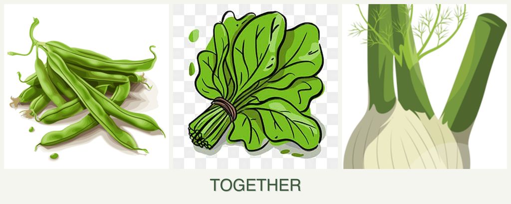 Can you plant beans, spinach and fennel together?