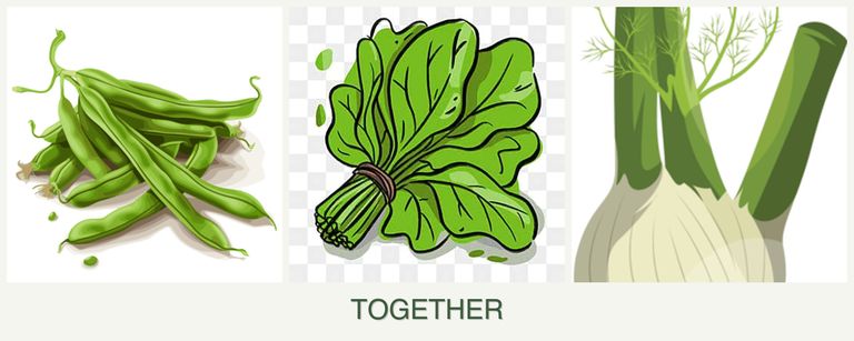 Can you plant beans, spinach and fennel together?