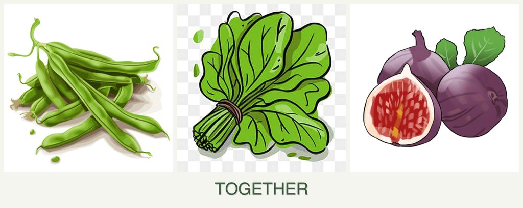 Can you plant beans, spinach and figs together?