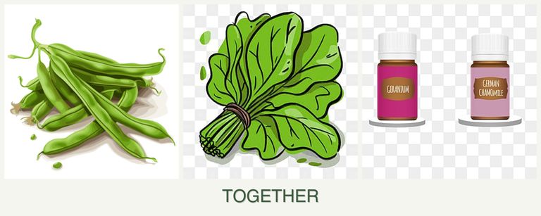 Can you plant beans, spinach and geraniums together?