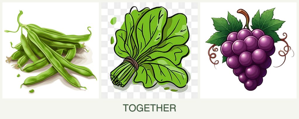 Can you plant beans, spinach and grapes together?