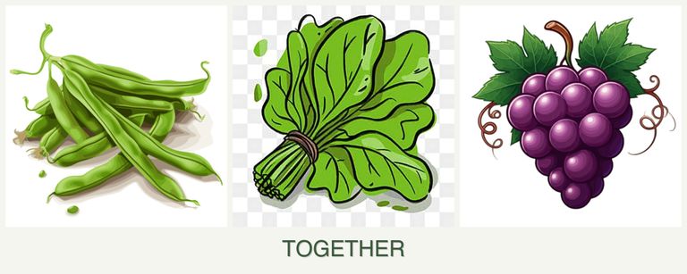 Can you plant beans, spinach and grapes together?