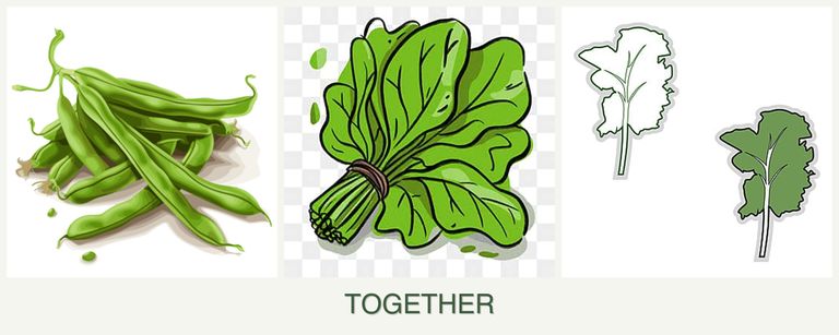 Can you plant beans, spinach and kale together?