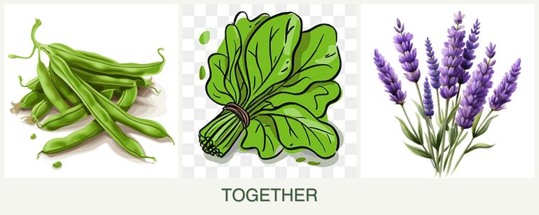 Can you plant beans, spinach and lavender together?