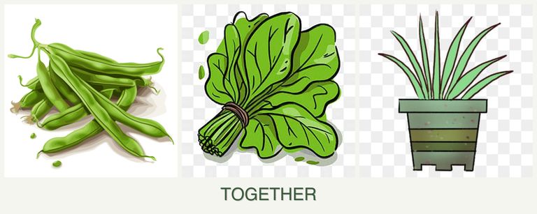 Can you plant beans, spinach and lemongrass together?