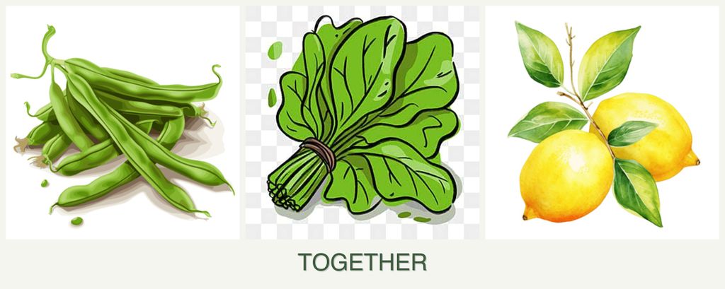 Can you plant beans, spinach and lemons together?