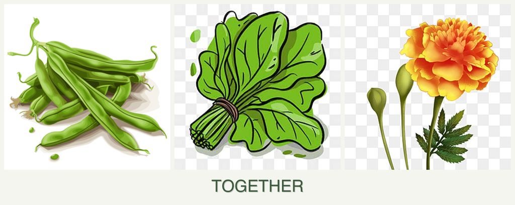 Can you plant beans, spinach and marigolds together?