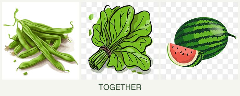 Can you plant beans, spinach and melons together?