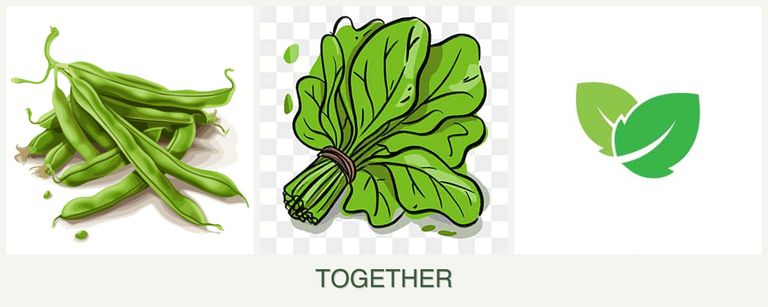 Can you plant beans, spinach and mint together?