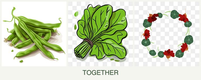 Can you plant beans, spinach and nasturtiums together?
