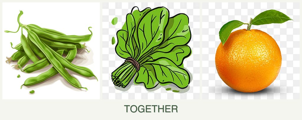 Can you plant beans, spinach and oranges together?