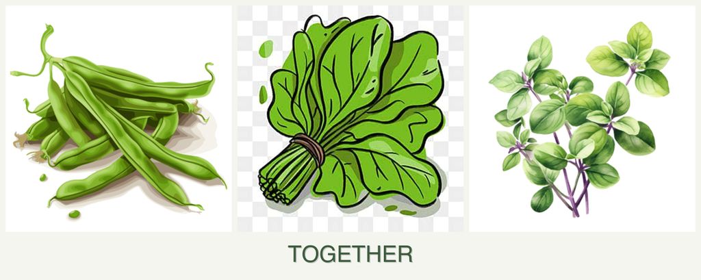 Can you plant beans, spinach and oregano together?