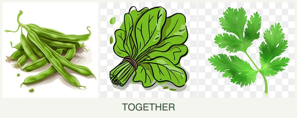 Can you plant beans, spinach and parsley together?