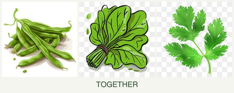 Can you plant beans, spinach and parsley together?