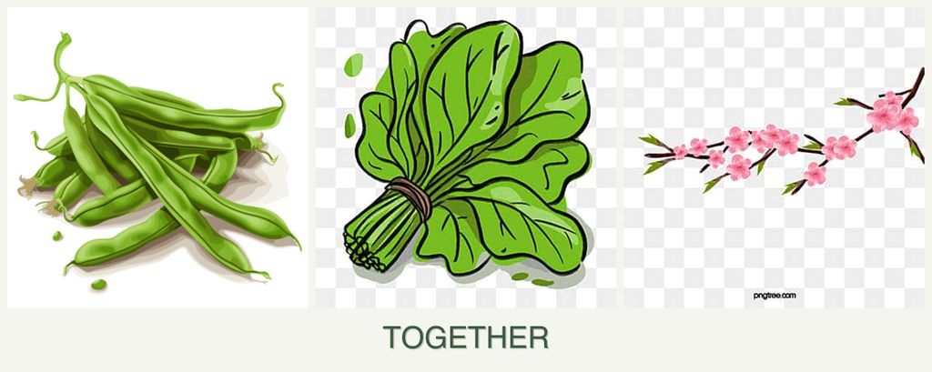Can you plant beans, spinach and peaches together?