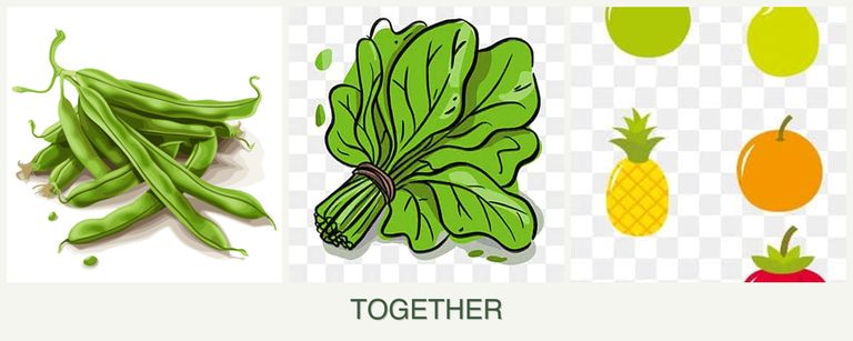Can you plant beans, spinach and pears together?