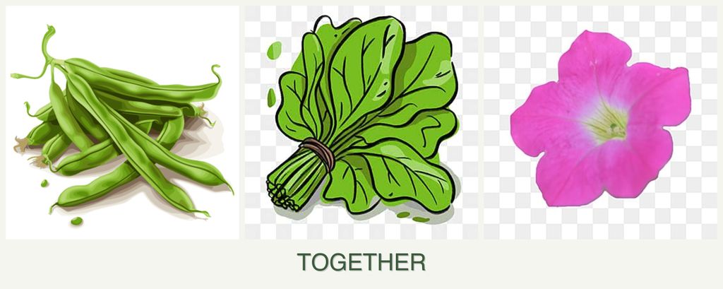 Can you plant beans, spinach and petunias together?