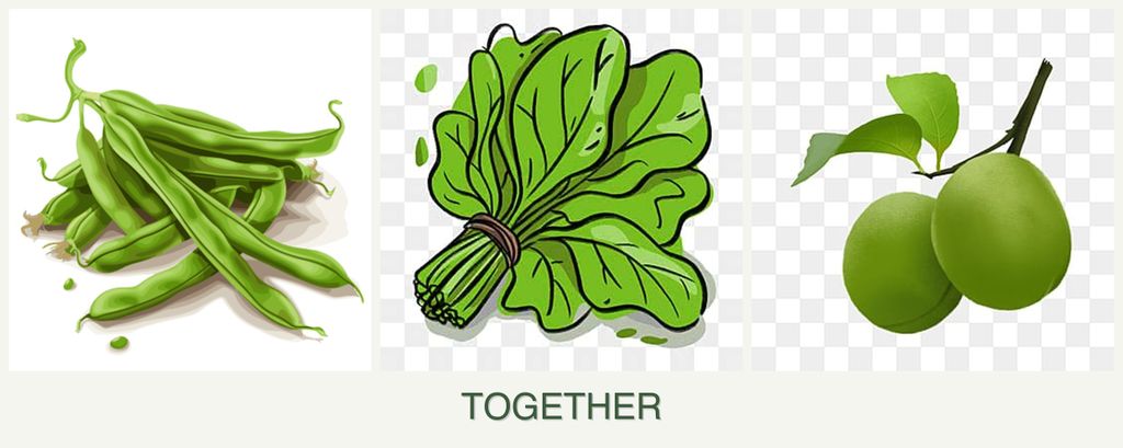 Can you plant beans, spinach and plums together?